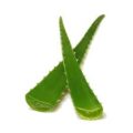 Picture Of Aloe Leaves Used To Extract Aloe Oil Carrier Oil From