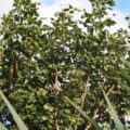 Picture Of Amyris Used To Extract Amyris Essential Oil From