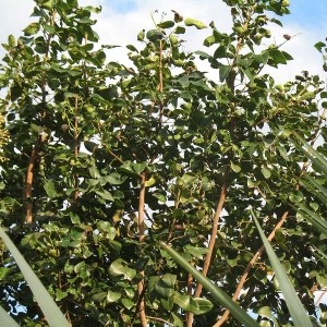 Picture Of Amyris Used To Extract Amyris Essential Oil From