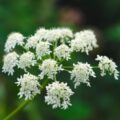Picture Of Angelica Used to Extract Angelica Essential Oil From