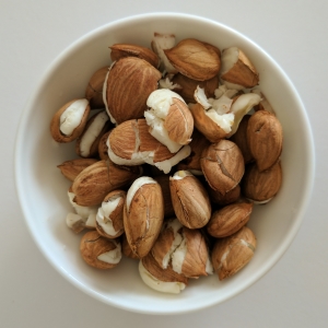 Picture Of Apricot Kernels Used To Extract Apricot Kernels Carrier Oil From