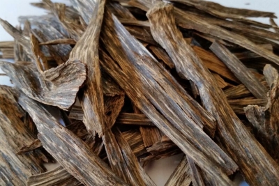 Picture Of Arganwood Used To Extract Arganwood Essential Oil From