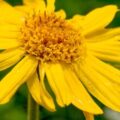 Picture Of Arnica Used To Extract Arnica Solube Essential Oil From.