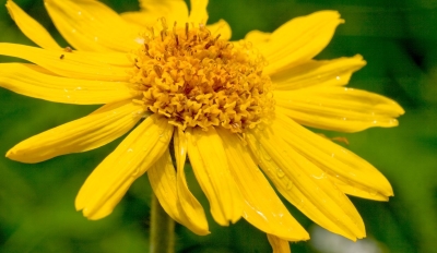 Picture Of Arnica Used To Extract Arnica Solube Essential Oil From.