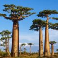 Baobab Picture Of Baobab Tree Used To Extract Baobab Carrier Oil From