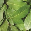 Picture Of Bay Leaf Used To extract Bay Leaf essential Oil From