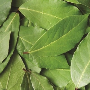 Picture Of Bay Leaf Used To extract Bay Leaf essential Oil From