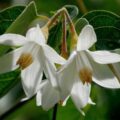 Picture Of Benzoin Used To Extract Benzoin Essential Oil From