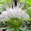Picture Of Bergamot Used To Extract Bergamot Essential Oil From