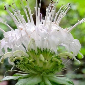 Picture Of Bergamot Used To Extract Bergamot Essential Oil From