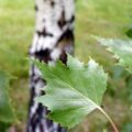 Picture Of Birch Used to Extract Birch Essential Oil From