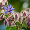 Borage Picture Of Borage Used To Extract Borage Carrier Oil From