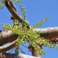 Picture Of Boswellia Serrata Used to Extract Boswellia Serrata Essential Oil From