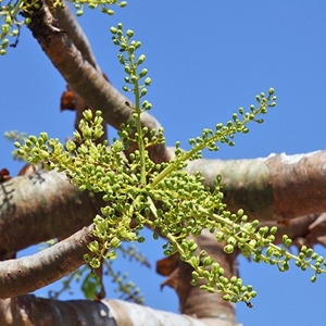 Picture Of Boswellia Serrata Used to Extract Boswellia Serrata Essential Oil From
