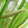 Picture Of Calamus Used To Extract Calamus Essential Oil From