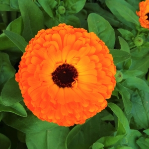 Picture Of Calendula Used To Extract Calendula Carrier Oil From