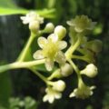 Camphor White Picture Of Camphor White Used To Extract Camphor White Essential Oil From