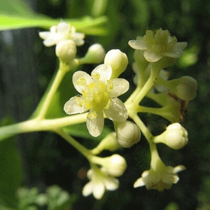 Camphor White Picture Of Camphor White Used To Extract Camphor White Essential Oil From