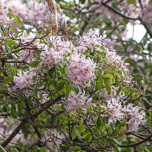 Picture Of Cape Chestnut Used To Extract Cape Chestnut Carrier Oil From