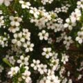 Picture Of Cape May Used to Extract Cape May Essential Oil From