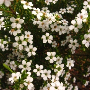Picture Of Cape May Used to Extract Cape May Essential Oil From