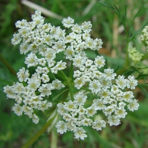 Picture Of Caraway Used To Extract Caraway Essential Oil From