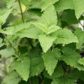 Picture Of Catnip Used To Extract Catnip Essential Oil From
