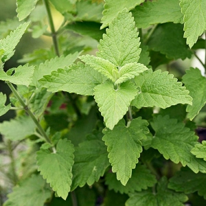 Picture Of Catnip Used To Extract Catnip Essential Oil From