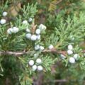 Picture Of Cedarwood Virginiana Used To Extract Cedarwood Virginian Essential Oil From