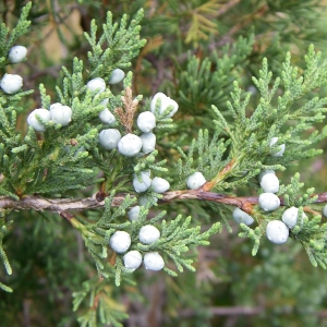 Picture Of Cedarwood Virginiana Used To Extract Cedarwood Virginian Essential Oil From