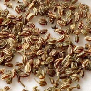 Picture Of Celery Seed Used To Extract Celery Seed Essential Oil From