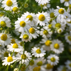 Picture Of Chamomile Cape Used To Extract Chamomile Cape Essential Oil From
