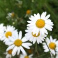 Picture Of Chamomile Roman Used To Extract Chamomile Roman Essential Oil From