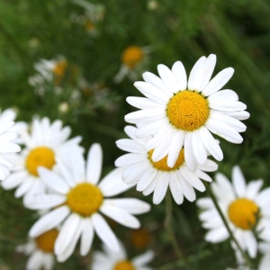 Picture Of Chamomile Roman Used To Extract Chamomile Roman Essential Oil From