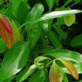 Cinnamon Leaf Picture Of Cinnamon Leaf Used To Extract Cinnamon Leaf Essential Oil From
