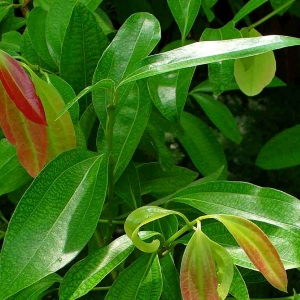 Cinnamon Leaf Picture Of Cinnamon Leaf Used To Extract Cinnamon Leaf Essential Oil From