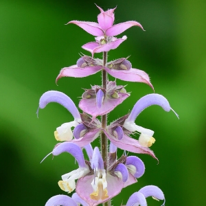 Clary Sage Picture Of Clary Sage Used To Extract Clary Sage Essential Oil From