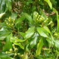 Picture Of Clove Leave Used To Extract Clove Leave Essential Oil From