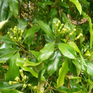 Picture Of Clove Leave Used To Extract Clove Leave Essential Oil From