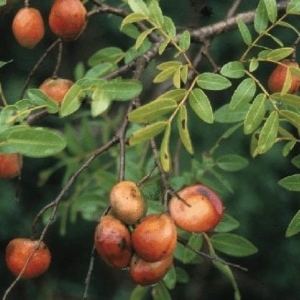 Picture Of Copaiba Balsm Used To Extract Copaiba Balsm Essential Oil From