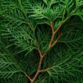 Picture Of Cypress Used To Extract Cypress Essential Oil From