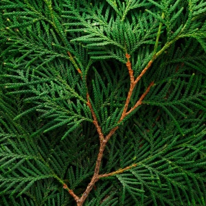 Picture Of Cypress Used To Extract Cypress Essential Oil From