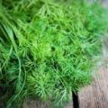 Picture Of Dill Used To Extract Dill Essential Oil From