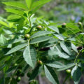 Picture Of Elemi Used To Extract Elemi Essential Oil From