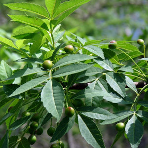 Picture Of Elemi Used To Extract Elemi Essential Oil From