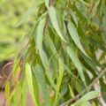 Eucalyptus Citriodora Picture Of Eucalyptus Citriodora Used To Extract Eucalyptus Citriodora Essential Oil Organic From