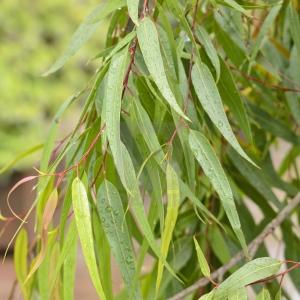 Eucalyptus Citriodora Picture Of Eucalyptus Citriodora Used To Extract Eucalyptus Citriodora Essential Oil Organic From