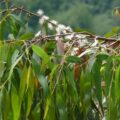 Picture Of Eucalyptus Macarthurii Used To Extract Eucalyptus Macarthurii Essential Oil From