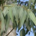 Picture Of Eucalyptus Radiata Used To Extract Eucalyptus Radiata Essential Oil From