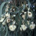 Picture Of Eucalypytus Globulus Used To Extract Eucalypytus Globulus Essential Oil From